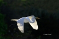 Ardea-alba;Breeding-Plumage;Egret;Flying-Bird;Great-Egret;Photography;action;act